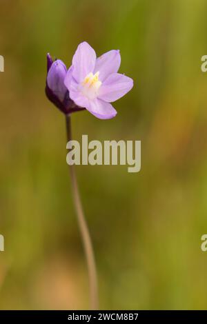 Dicks blu (Dichelostemma capitatum), Sacramento ansa del fiume Area di fondamentale interesse ambientale, California Foto Stock