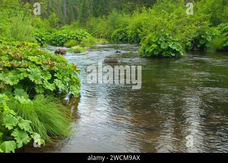 McCloud River, Shasta-Trinity National Forest, California Foto Stock