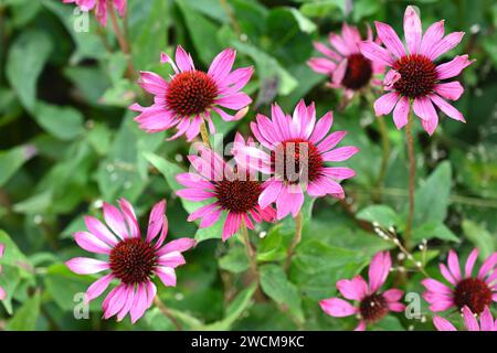 Fiori estivi rosa e arancio di echinacea purpurea "Rubinglow" che crescono nel giardino britannico di settembre Foto Stock