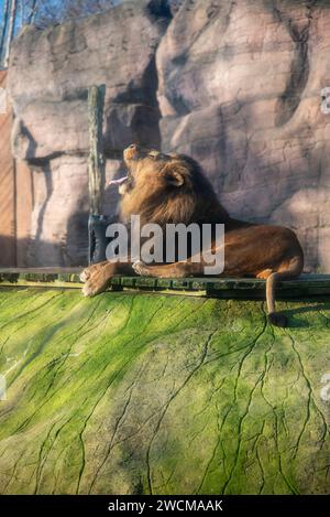 Un maestoso leone allo zoo di Colchester Foto Stock