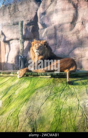 Un maestoso leone allo zoo di Colchester Foto Stock