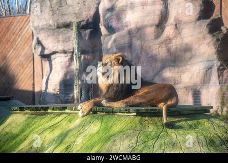 Un maestoso leone allo zoo di Colchester Foto Stock