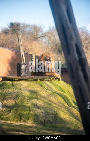 Un maestoso leone allo zoo di Colchester Foto Stock