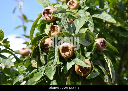 Frutta di fine estate e fogliame di medlar, Mespilus germanica, (di solito mangiato quando sbiancato) che cresce nel giardino britannico di settembre Foto Stock