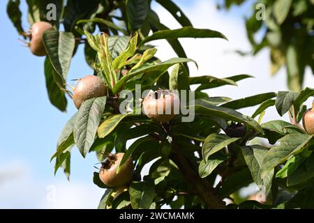 Frutta di fine estate e fogliame di medlar, Mespilus germanica, (di solito mangiato quando sbiancato) che cresce nel giardino britannico di settembre Foto Stock