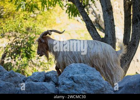 Una capra bianca con corna distintive pascolano lungo un sentiero in pietra sulle aspre pendici vicino a Cattaro, racchiudendo il fascino pastorale del Montenegro. Foto Stock