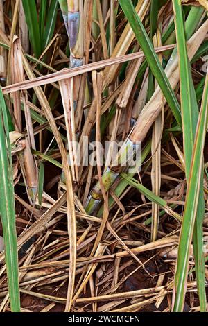 Impianto di canna da zucchero (dettaglio) a Ribeirao Preto, San paolo, Brasile Foto Stock