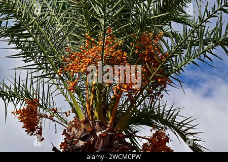 Frutta da dattero nella palma, Brasile Foto Stock