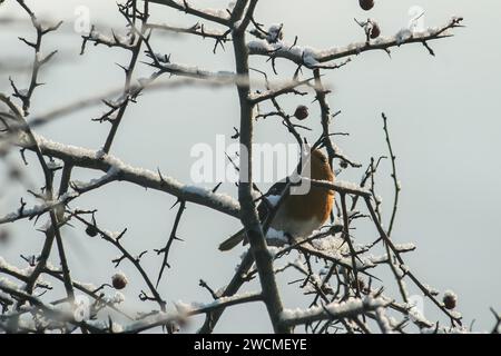 Un robin che sfiora il freddo invernale su un persico di biancospino, assaporando le bacche in mezzo alla fredda bellezza di una giornata invernale - delizia gelata e concetto invernale f Foto Stock