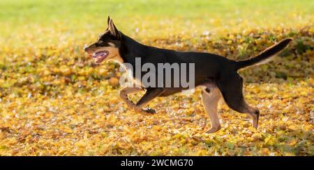 In autunno, il cane australiano Kelpie corre velocemente attraverso un prato, visto da una vista laterale Foto Stock