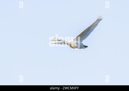 A flying juvenile mute swan, cygnus olor, in the warm light of the rising winter sun against a background of clear sky Foto Stock