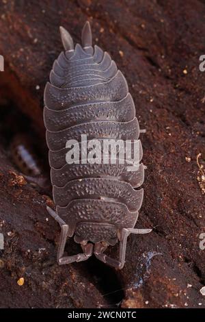 Dettagliato primo piano verticale su un comune legno dalla pelle ruvida, raschietto Porcellio seduto su un legno marcio nel fondo forestale Foto Stock