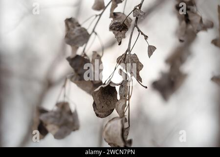 foglie di pioppo asciutte su un ramo Foto Stock