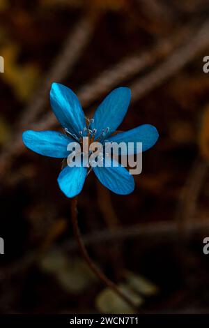 fiore primaverile con gocce di rugiada al sole, anemoni blu, fiori di foresta, foresta primaverile Foto Stock