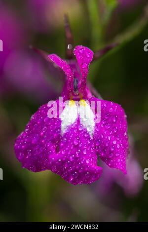 Foto macro di un fiore di lobelia rosa (lobelia erinus) ricoperto di goccioline di rugiada Foto Stock