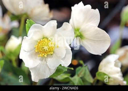 Christrose zur Blütezeit die Christrose, die auch unter den Namen Schneerose oder schwarze Nieswurz bekannt ist, während der Blüte in der zweiten Januarhälfte. *** Natale rosa in fiore la rosa di Natale, conosciuta anche come rosa della neve o elleboro nero, in fiore nella seconda metà di gennaio Foto Stock