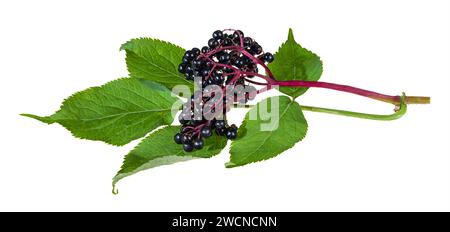 Primo piano un ramoscello di sambuco nero isolato su sfondo bianco. Sambucus nigra. Bacche di anziano europeo crude e sane mature su gambo viola e foglie verdi. Foto Stock