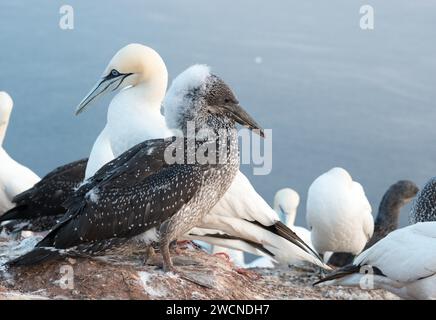 Un gannet (Morus bassanus) (sinonimo: Sula bassana) accanto a un giovane uccello su una roccia con altri uccelli sullo sfondo, un giovane uccello, un pulcino in età giovanile Foto Stock