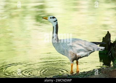 Anser indicus (Anser indicus) in piedi nell'acqua, Baviera, Germania Foto Stock