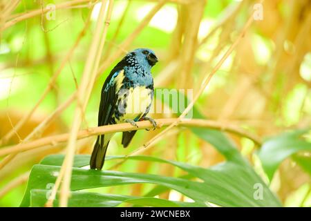 Tanager con armatura di Opal (Tangara velia) seduto su una filiale, Baviera, Germania Foto Stock