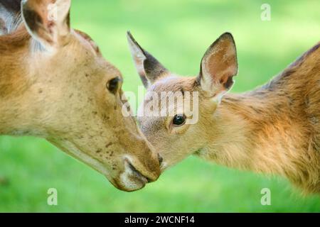 Cervo di Sika (Cervus nippon) madre con il suo volto in piedi su un prato, ritratto, Baviera, Germania Foto Stock