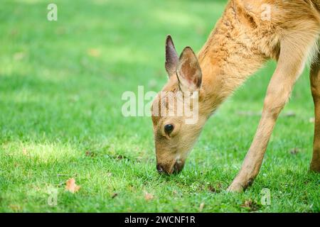 Cervo di Sika (Cervus nippon) in piedi su un prato, ritratto, Baviera, Germania Foto Stock