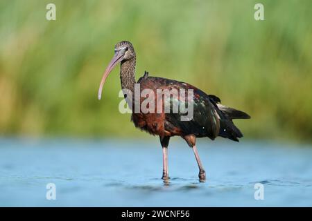 Ibis lucido (Plegadis falcinellus) passeggiate in acqua, caccia, Parc Naturel Regional de Camargue, Francia Foto Stock