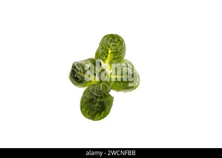 Insalata da campo, scatti studio su sfondo bianco Foto Stock