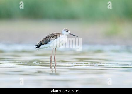 Palafitta dalle ali nere (Himantopus himantopus) giovane in piedi in acqua, Camargue, Francia Foto Stock