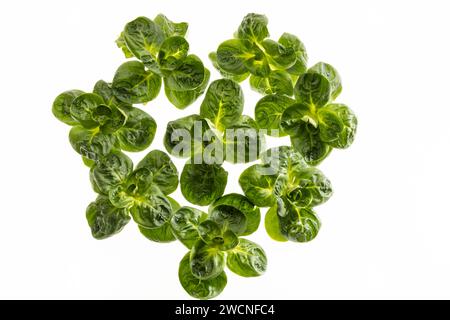 Insalata da campo, scatti studio su sfondo bianco Foto Stock