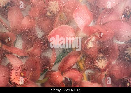 Fiori di orchidee dietro il vetro con gocce d'acqua. Sfondo di fiori rossi. Motivo floreale astratto. Foto Stock