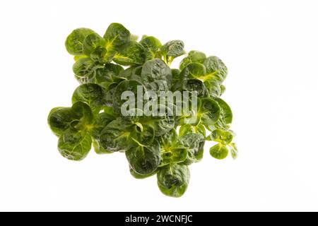 Insalata da campo, scatti studio su sfondo bianco Foto Stock