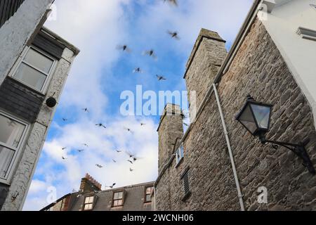 Piccioni e gabbiani prendono il volo a litigare per le migliori posizioni arroccate sulle piastrelle di crinale degli edifici storici di New Street, Plymouth. Foto Stock