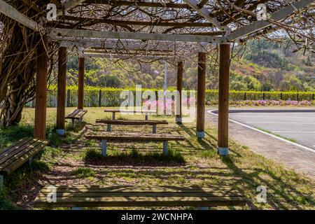 Panchine del parco al riparo di rami di alberi viziati con fiori di colore lilla e recinzione metallica sullo sfondo Foto Stock