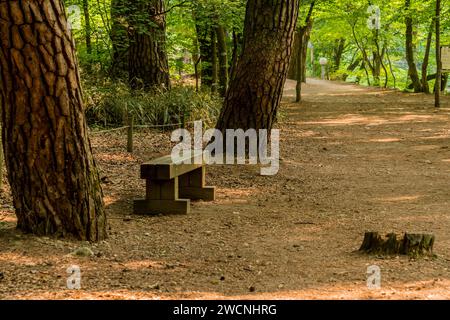 Panca in legno del parco pubblico tra due grandi alberi con un ceppo di alberi in primo piano e lussureggiante vegetazione sullo sfondo Foto Stock