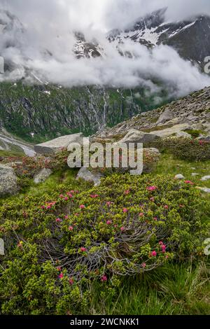 Cloudy mountain landscape with blooming alpine roses, view of rocky and glaciated mountains, Furtschaglhaus, Berliner Hoehenweg, Zillertal, Tyrol Stock Photo