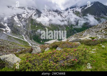 Paesaggio di montagna nuvoloso con rose alpine in fiore, vista delle montagne rocciose e ghiacciate con la cima Hochsteller, Furtschaglhaus, Berliner Foto Stock