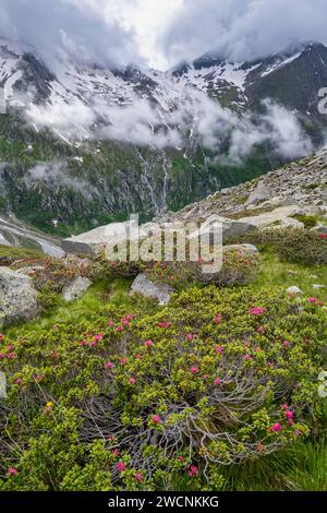 Paesaggio di montagna nuvoloso con rose alpine in fiore, vista delle montagne rocciose e ghiacciate con la cima Hochsteller, Furtschaglhaus, Berliner Foto Stock