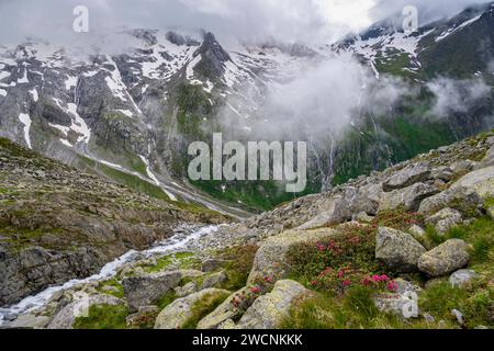 Paesaggio di montagna nuvoloso con rose alpine in fiore e ruscello di montagna, vista delle montagne rocciose e ghiacciate con cima Hochsteller Foto Stock