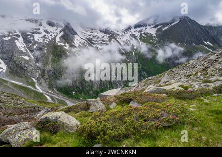 Paesaggio di montagna nuvoloso con rose alpine in fiore, vista delle montagne rocciose e ghiacciate con la cima Hochsteller, Furtschaglhaus, Berliner Foto Stock