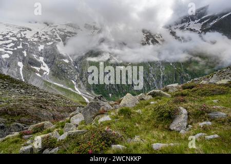 Paesaggio montuoso nuvoloso con rose alpine in fiore, vista sulle montagne rocciose e ghiacciate, Furtschaglhaus, Berliner Hoehenweg, Zillertal, Tirolo Foto Stock