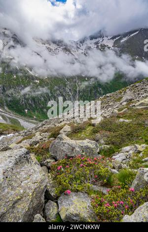 Paesaggio montuoso nuvoloso con rose alpine in fiore, vista sulle montagne rocciose e ghiacciate, Furtschaglhaus, Berliner Hoehenweg, Zillertal, Tirolo Foto Stock