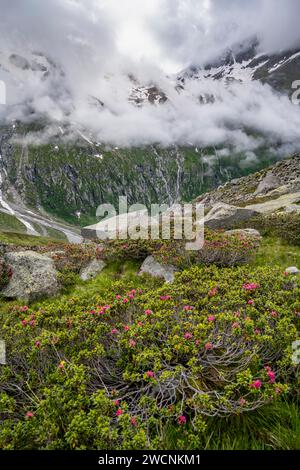 Paesaggio montuoso nuvoloso con rose alpine in fiore, vista sulle montagne rocciose e ghiacciate, Furtschaglhaus, Berliner Hoehenweg, Zillertal, Tirolo Foto Stock