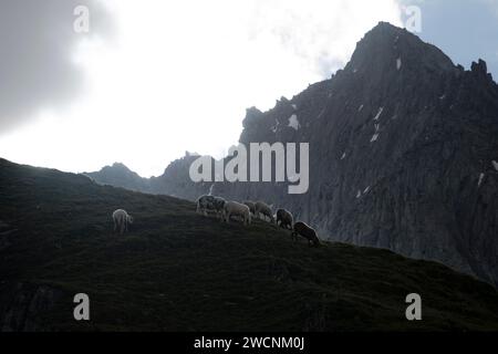 Pecore che pascolano su un prato montano, cime rocciose alle spalle, salita al Corno di Schoenbichler, al Berliner Hoehenweg, alle Alpi dello Zillertal, Tirolo, Austria Foto Stock