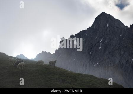 Pecore che pascolano su un prato montano, cime rocciose alle spalle, salita al Corno di Schoenbichler, al Berliner Hoehenweg, alle Alpi dello Zillertal, Tirolo, Austria Foto Stock