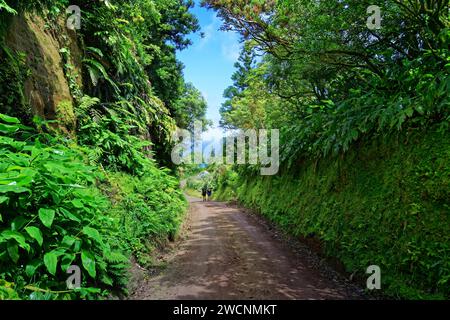 Il sentiero circolare del cratere Caldeira das Sete Cidades si snoda attraverso un corridoio verde di alberi e piante, Caldeira das Sete Cidades, Sete Foto Stock