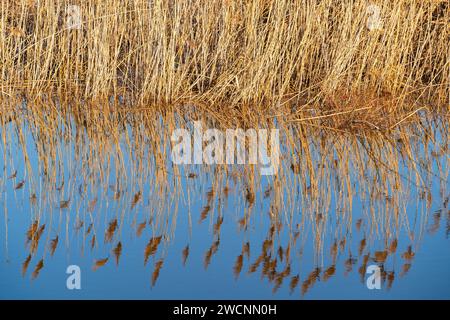 Le canne si riflettono nell'acqua nella pianura alluvionale lungo il fiume Oder, Gross Neuendorf, Oderbruch, Brandeburgo, Germania Foto Stock