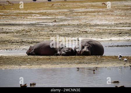 famiglia hippo che riposa sulla riva Foto Stock