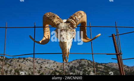 Plateau di Niatos, teschio di testa animale con corna curve presentato su una recinzione, vicino Askifou, Sfakia, Creta Occidentale, Creta, Grecia Foto Stock