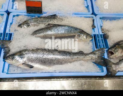 Salmone atlantico intero esposto sul bancone di un pescivendolo. Conservato in fiocchi di ghiaccio Foto Stock